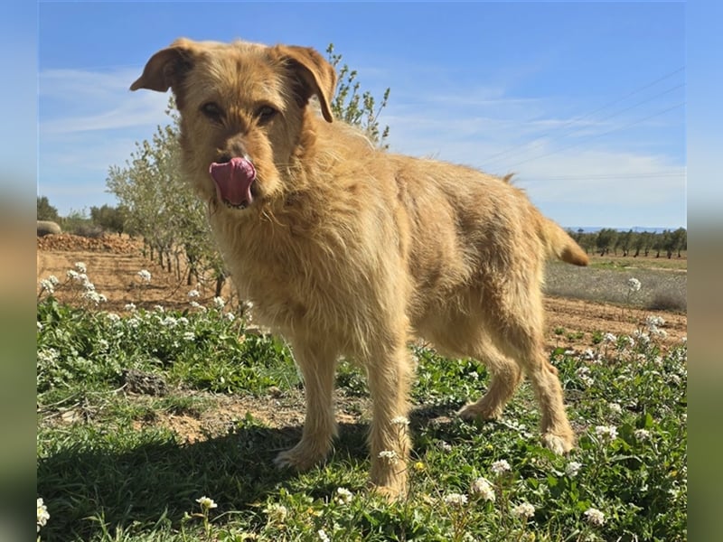 Sira – Sausewind im Teddypelz