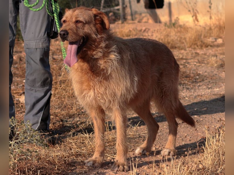 Sira – Sausewind im Teddypelz