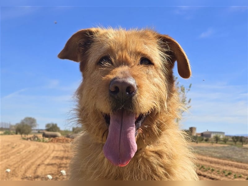 Sira – Sausewind im Teddypelz