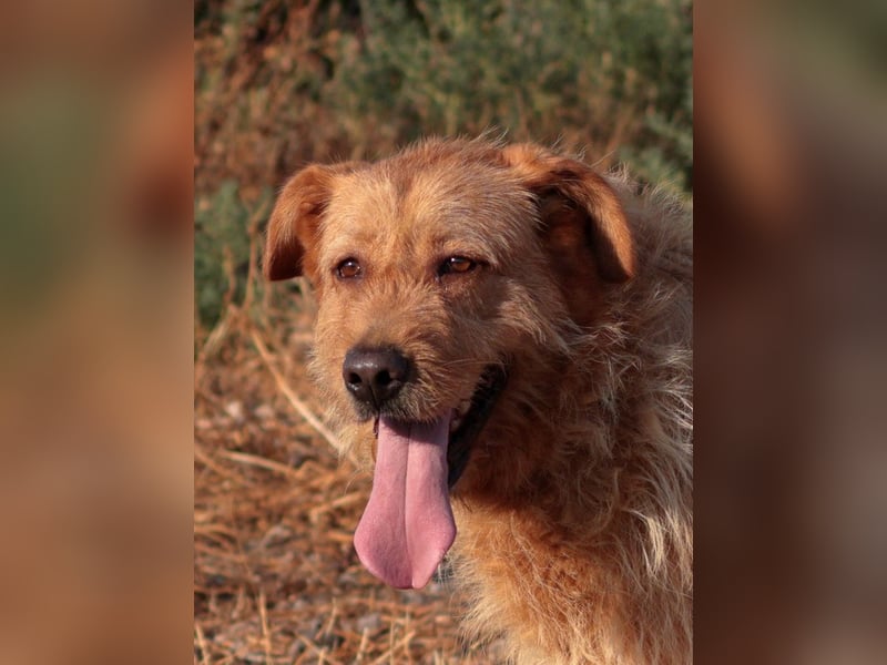 Sira – Sausewind im Teddypelz