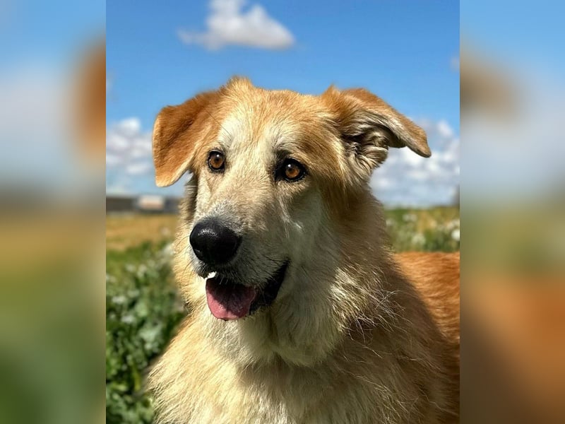 Bobi - bereit für ein neues Zuhause