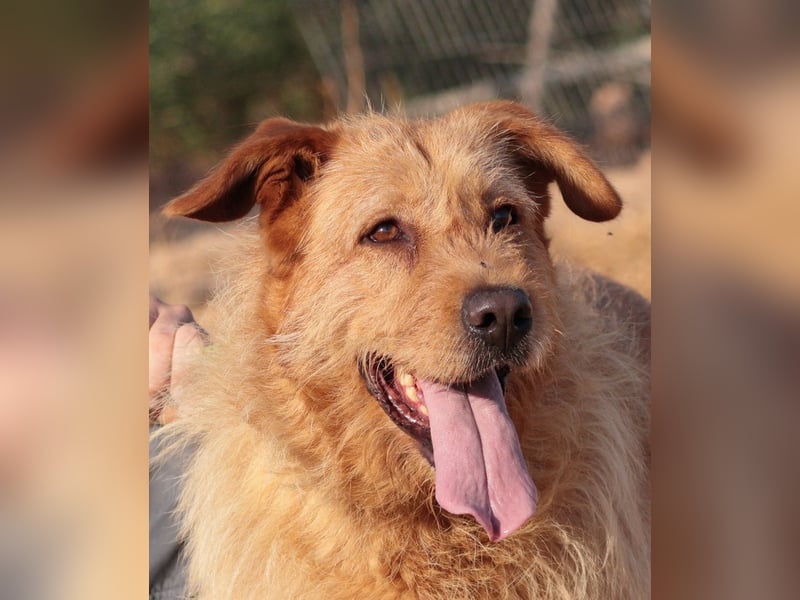 Sira – Sausewind im Teddypelz