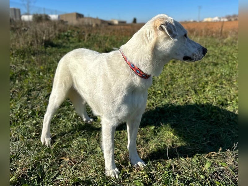 Notfell Sam – sein Beschützerinstinkt tut ihm nicht gut