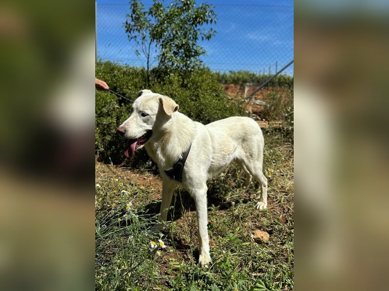 Nevado - einfach zurückgelassen