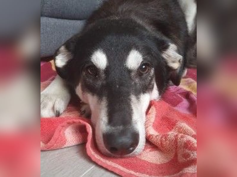 CASPAR - verspielter, verschmuster Junghund sucht seine Familie