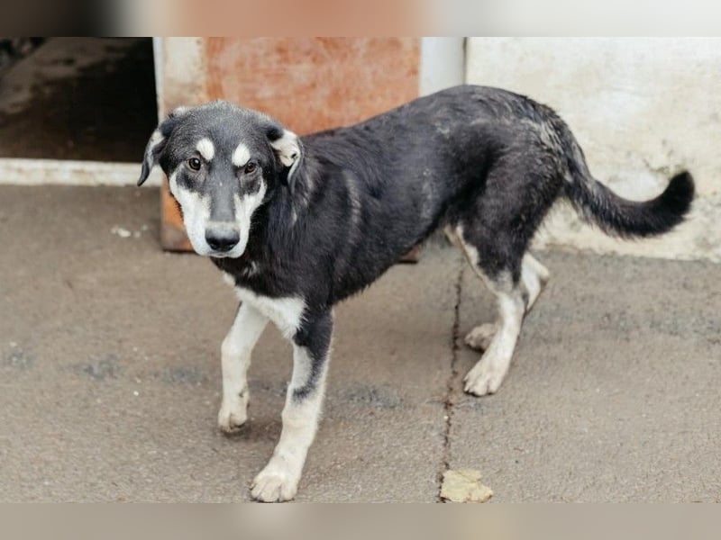 CASPAR - verspielter, verschmuster Junghund sucht seine Familie