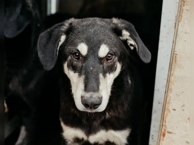 CASPAR - verspielter, verschmuster Junghund sucht seine Familie