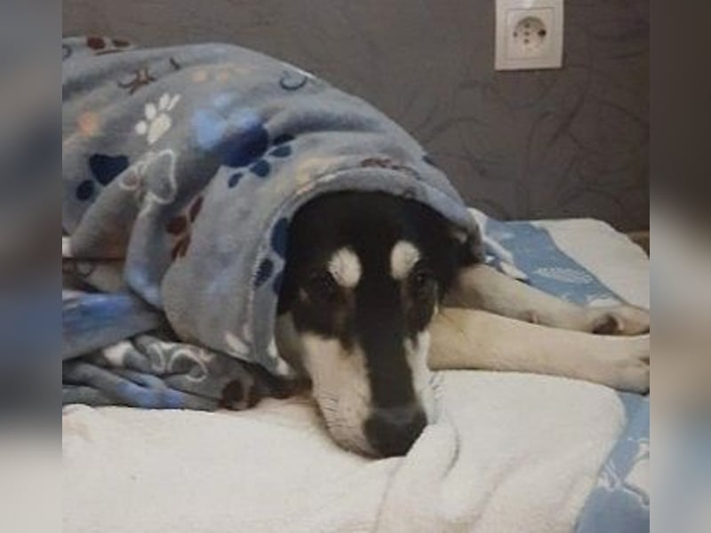 CASPAR - verspielter, verschmuster Junghund sucht seine Familie