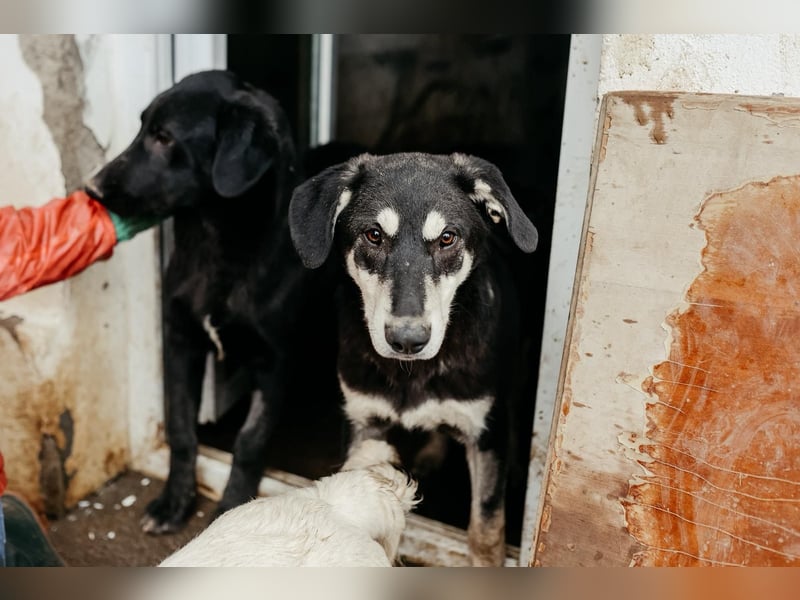 CASPAR - verspielter, verschmuster Junghund sucht seine Familie