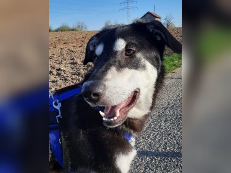 CASPAR - verspielter, verschmuster Junghund sucht seine Familie