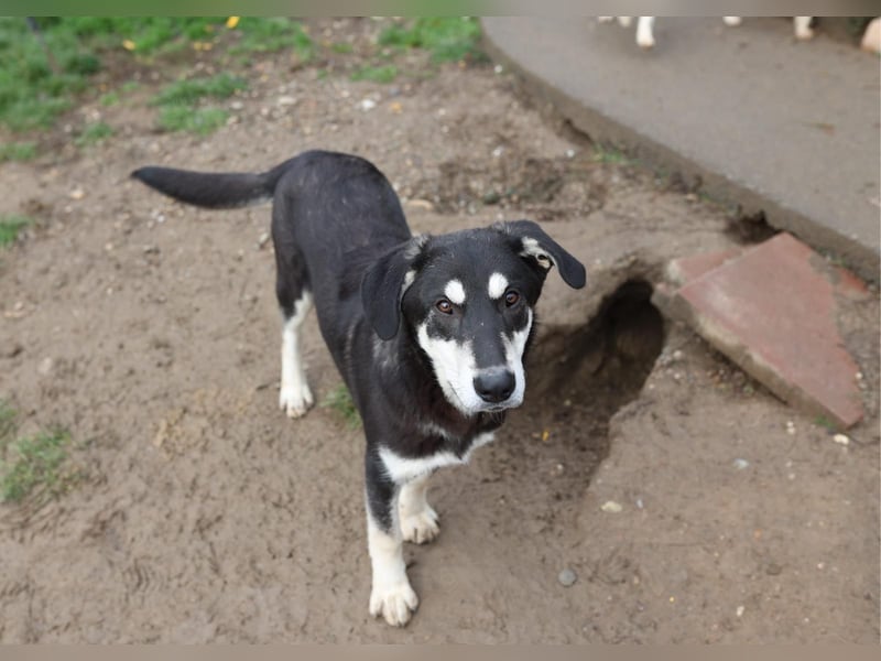 CASPAR - verspielter, verschmuster Junghund sucht seine Familie