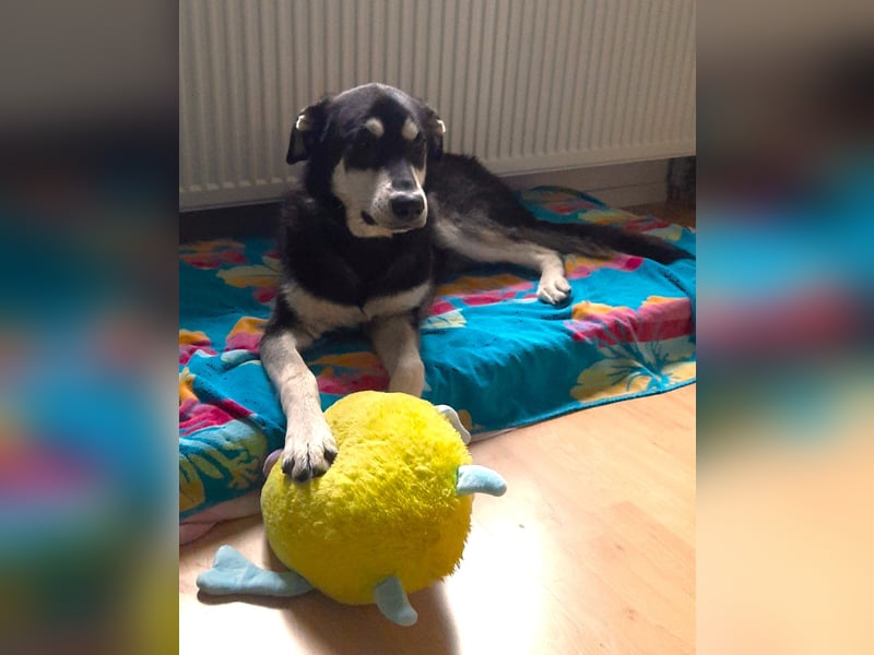 CASPAR - verspielter, verschmuster Junghund sucht seine Familie