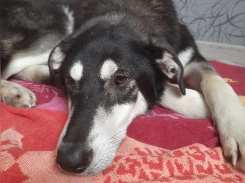 CASPAR - verspielter, verschmuster Junghund sucht seine Familie