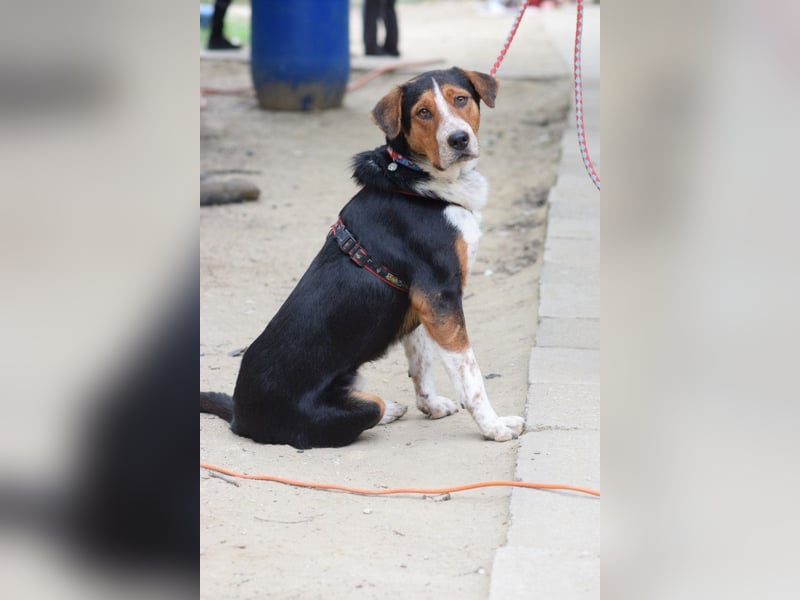 Ramos - auf PS in 45768 Marl - freundlicher, offener, verspielter Rüde