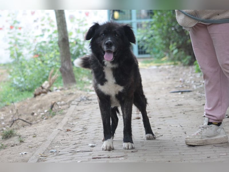 Teddy - liebenswerter und freundlicher Senior