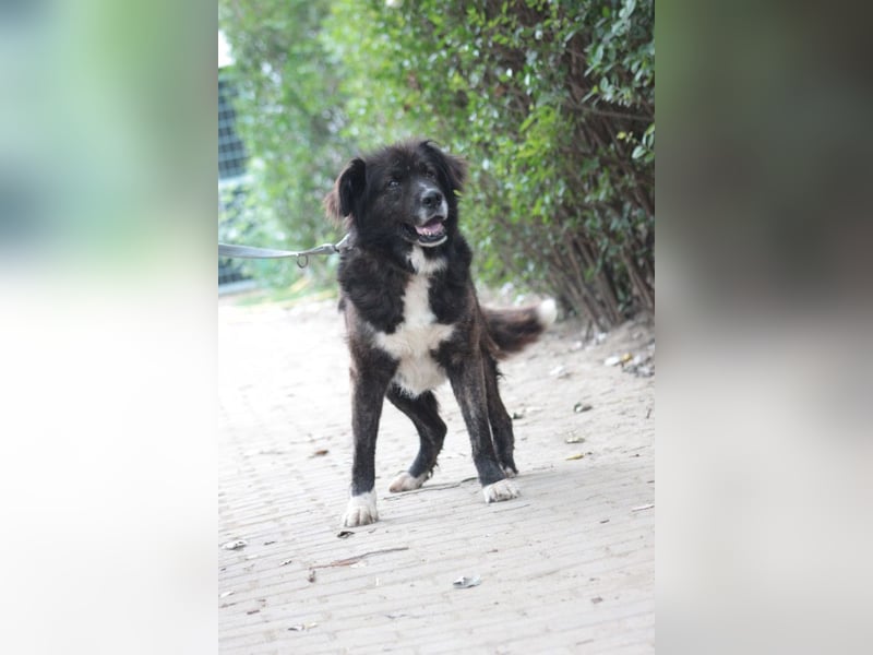 Teddy - liebenswerter, freundlicher Senior