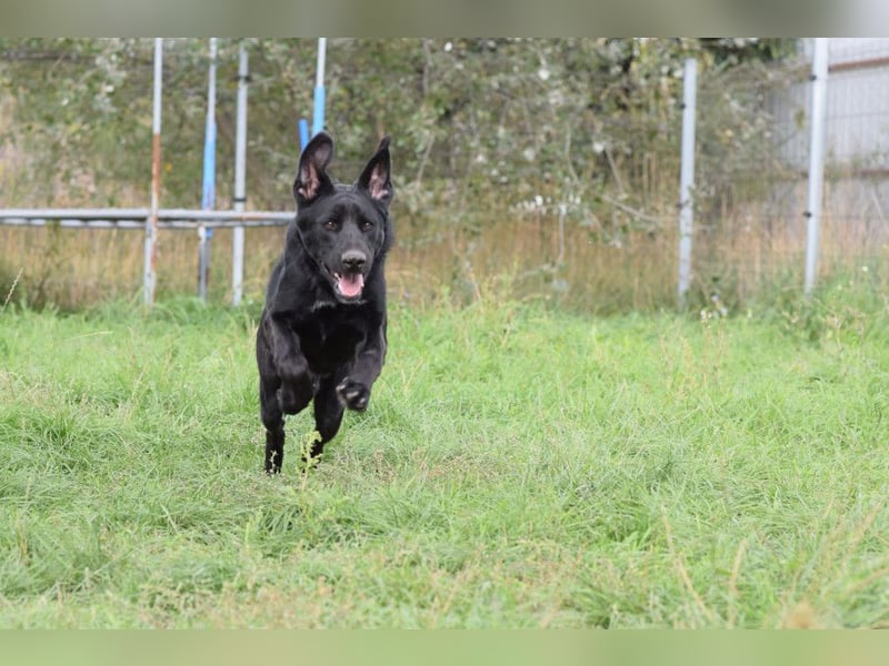 Sancho - verspielter, verschmuster, freundlicher Rüde