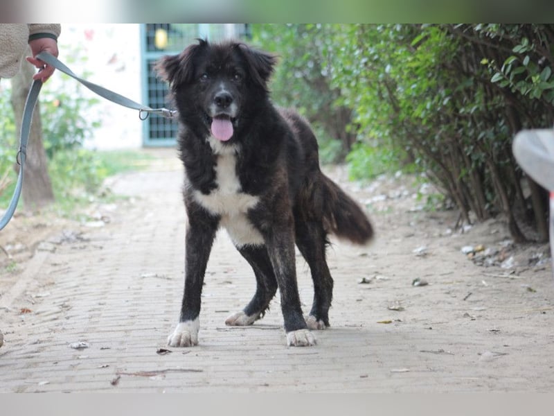 Teddy - liebenswerter und freundlicher Senior