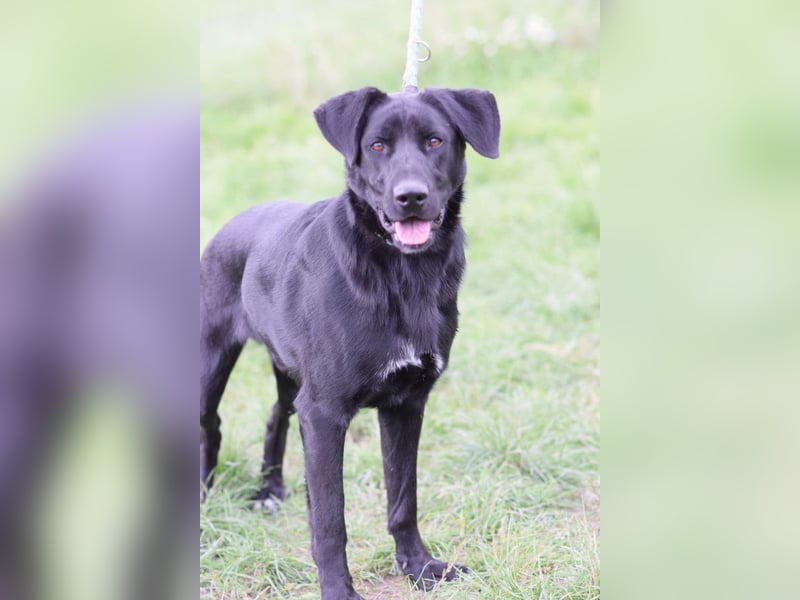 Sancho - verspielter, verschmuster, freundlicher Rüde