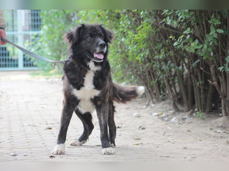 Teddy - liebenswerter, freundlicher Senior