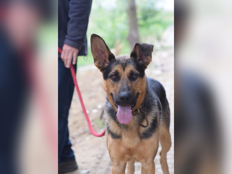 Seno - freundlicher, aufgeschlossener, agiler Rüde