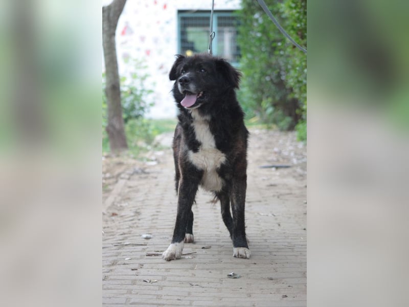 Teddy - liebenswerter, freundlicher Senior