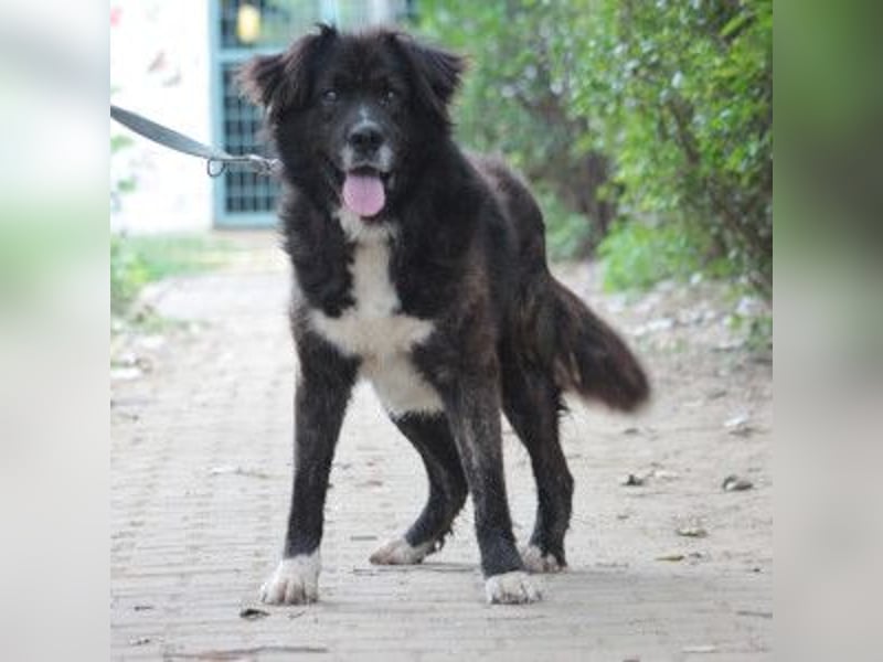 Teddy - liebenswerter und freundlicher Senior