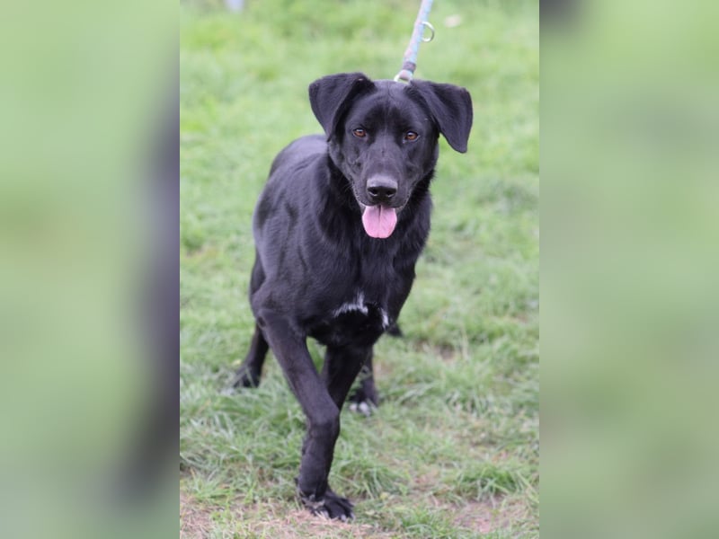 Sancho - verspielter, verschmuster, freundlicher Rüde