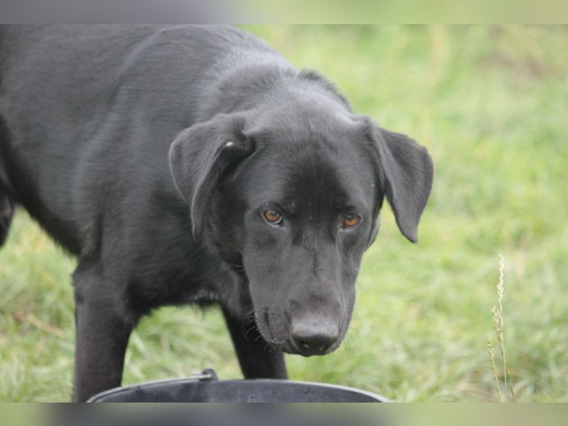Sancho - verspielter, verschmuster, freundlicher Rüde
