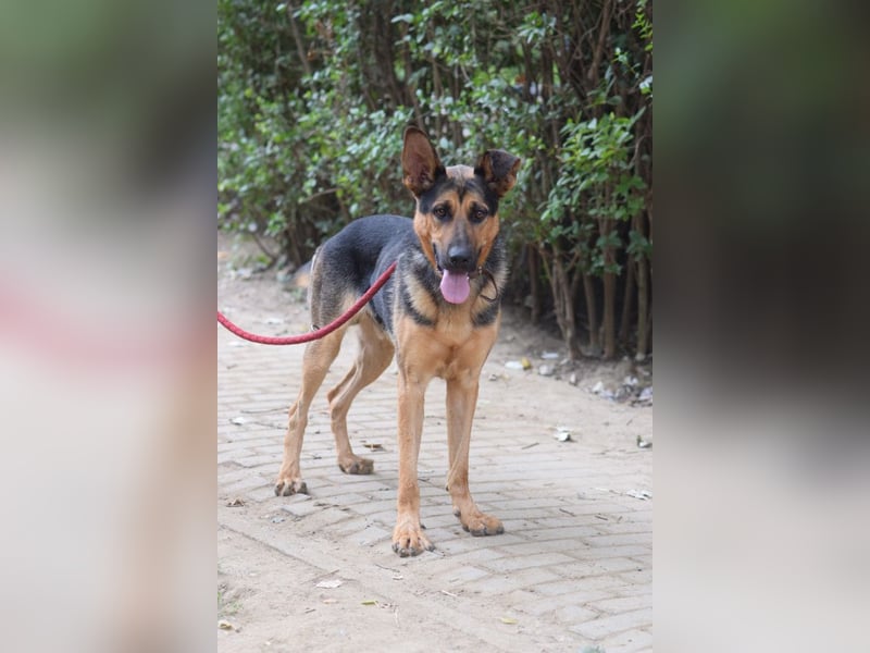 Seno - freundlicher, aufgeschlossener, agiler Rüde