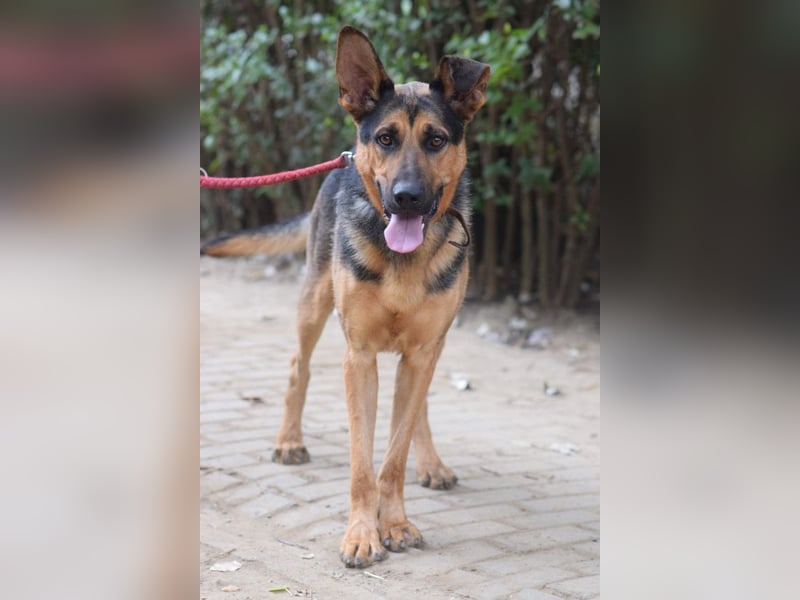 Seno - freundlicher, aufgeschlossener, agiler Rüde