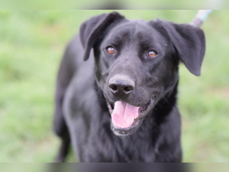 Sancho - verspielter, verschmuster, freundlicher Rüde