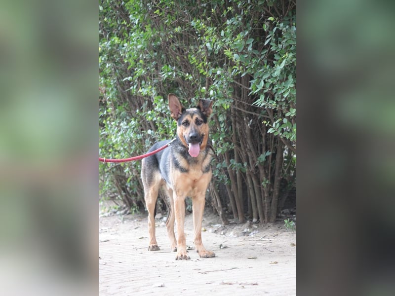 Seno - freundlicher, aufgeschlossener, agiler Rüde