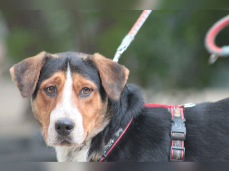 Ramos - auf PS in 45768 Marl - freundlicher, offener, verspielter Rüde