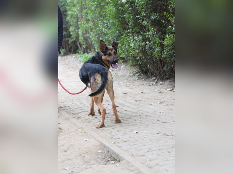 Seno - freundlicher, aufgeschlossener, agiler Rüde