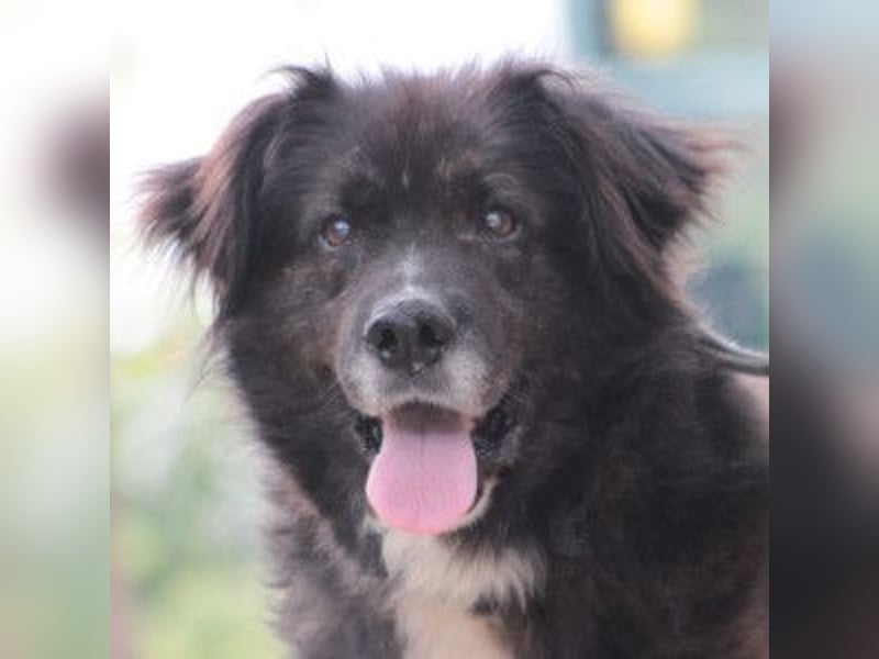 Teddy - liebenswerter, freundlicher Senior