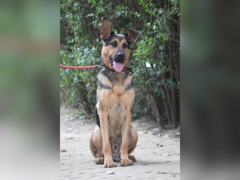 Seno - freundlicher, aufgeschlossener, agiler Rüde