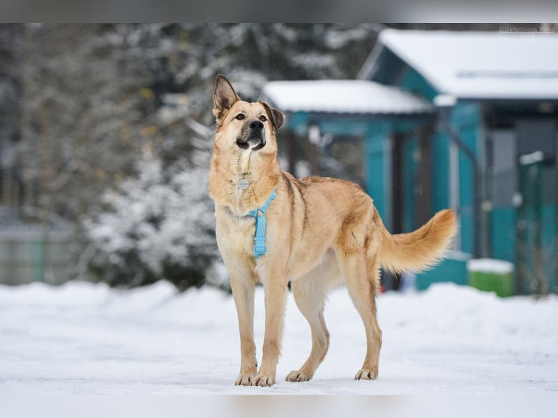 Freundlicher Anton sucht seine Familie
