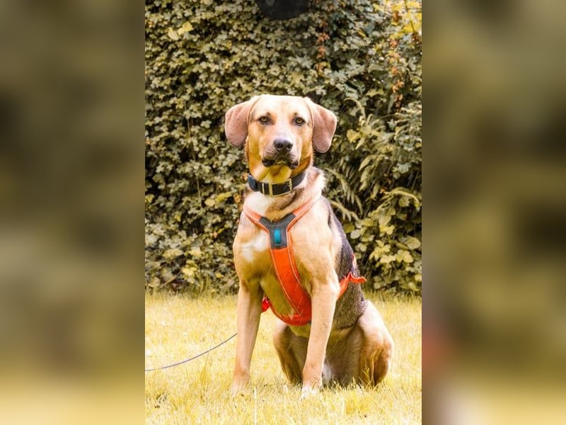 Freddi – ein richtig toller Hundekumpel