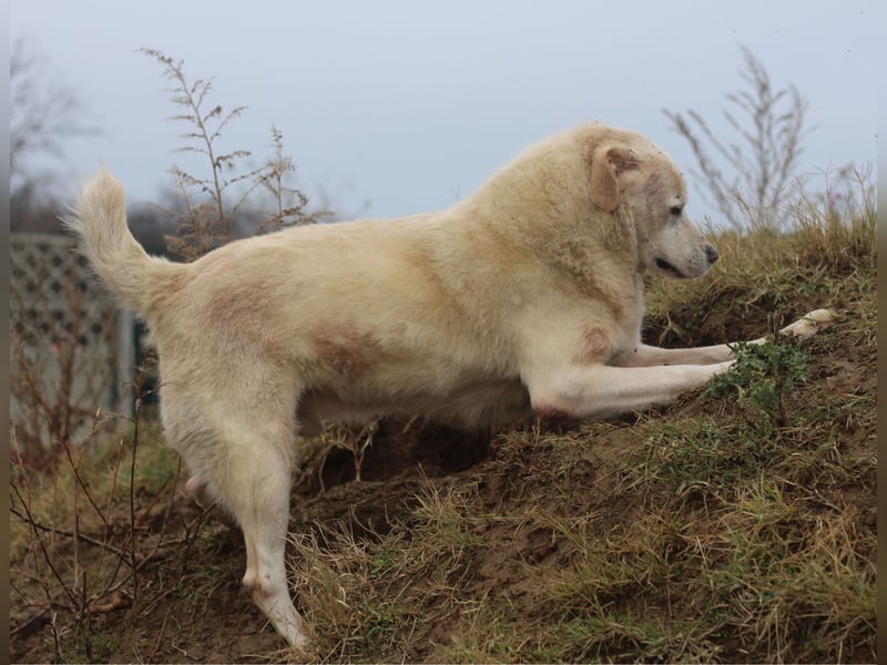 Unser schmusiger Eisbär Nanuk - Wer hat Platz für einen Sonnenschein?