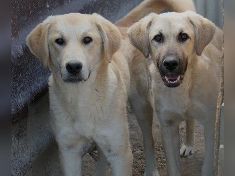 lieber Hauke sucht dringend sein Zuhause