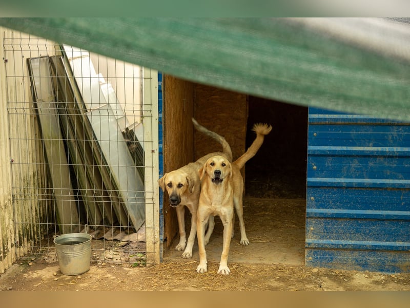 Hauke liebenswert & schüchtern