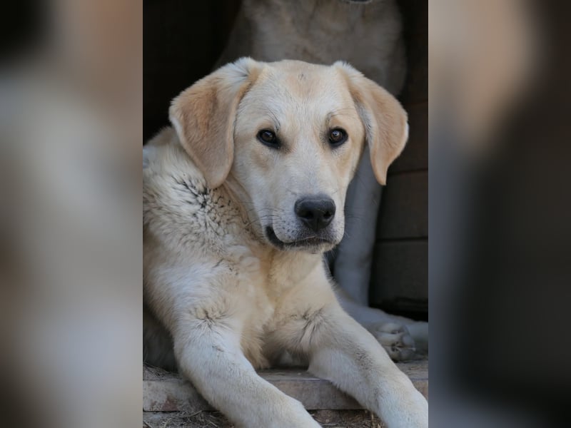Hauke liebenswert & schüchtern