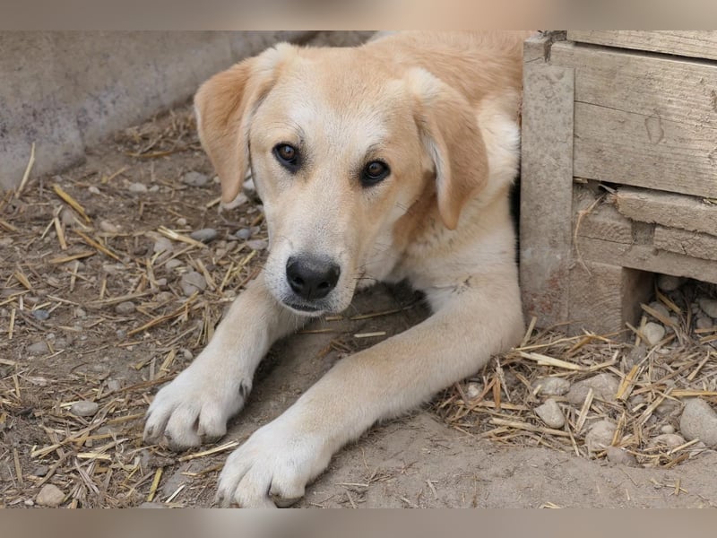 Hauke liebenswert & schüchtern