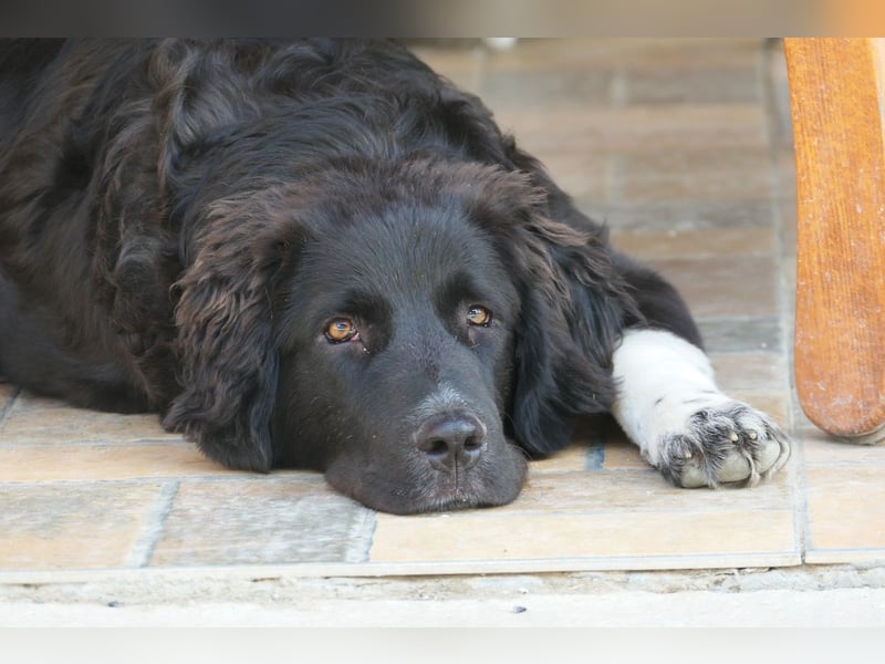 Juhani-freundlicher Wegbegleiter auf 4 Pfoten