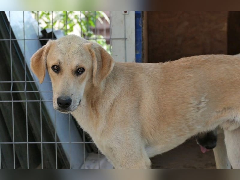 Hauke-ruhiger Riese mit ganz viel Herz