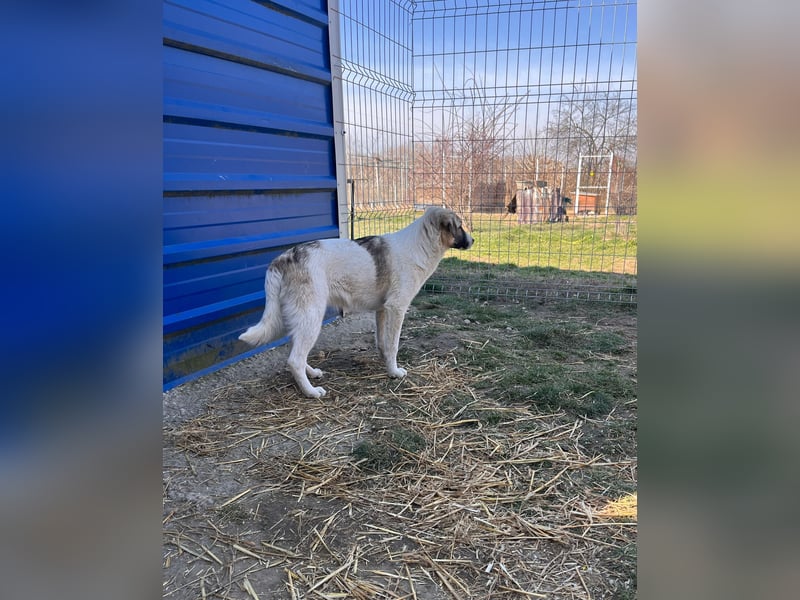 Neugieriger Hagrid sucht geduldige Menschen
