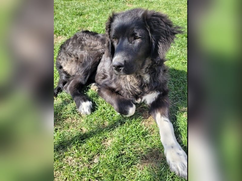 Juhani-freundlicher Wegbegleiter auf 4 Pfoten