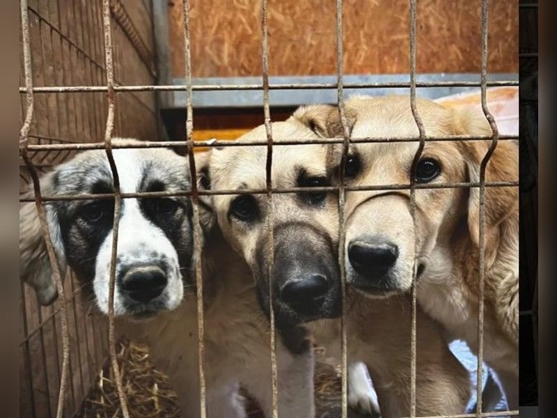 Hauke liebenswert & schüchtern