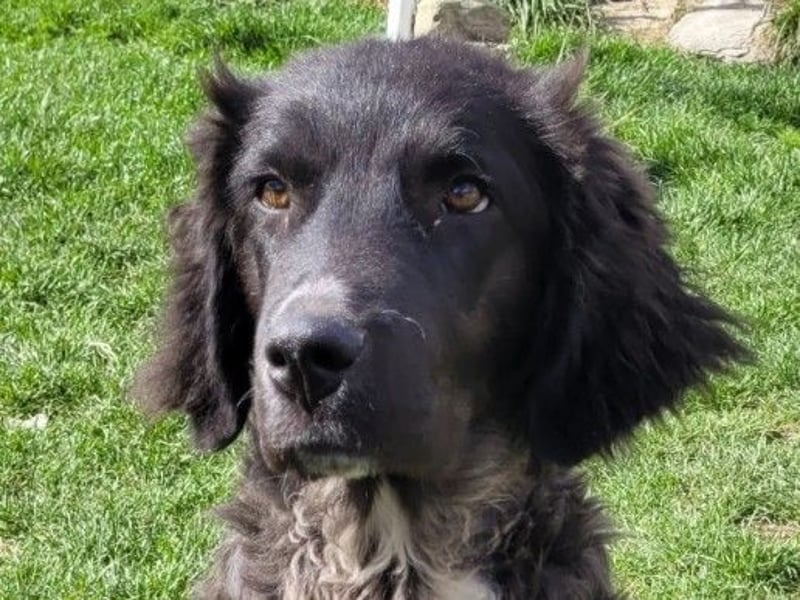 Juhani-freundlicher Wegbegleiter auf 4 Pfoten